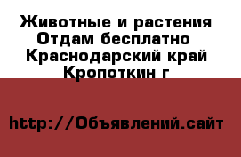 Животные и растения Отдам бесплатно. Краснодарский край,Кропоткин г.